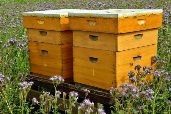 Relocated Beehives