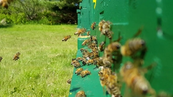 Saskatraz Bees Outside Beehives