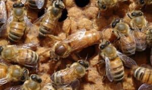 Saskatraz Bees Review