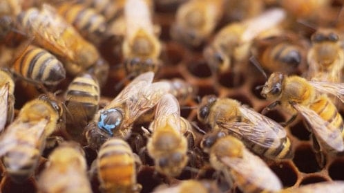 Saskatraz Bees
