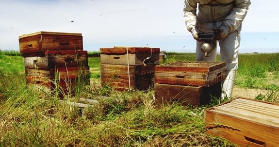 Beginner beekeeping mistakes - Improper Inspection