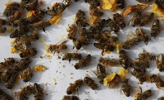 Treating Honey Bees for Varroa Mites