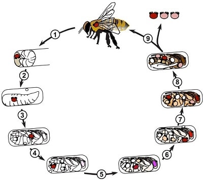 Varroa Mite Life Cycle