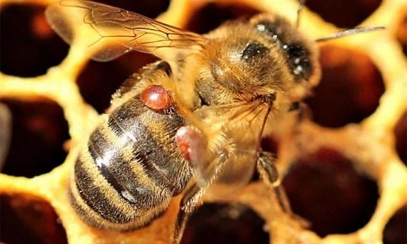 Varroa Mites Spreading on Honey Bee