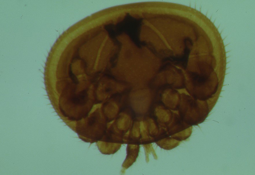 Varroa mite (Varroa destructor)
