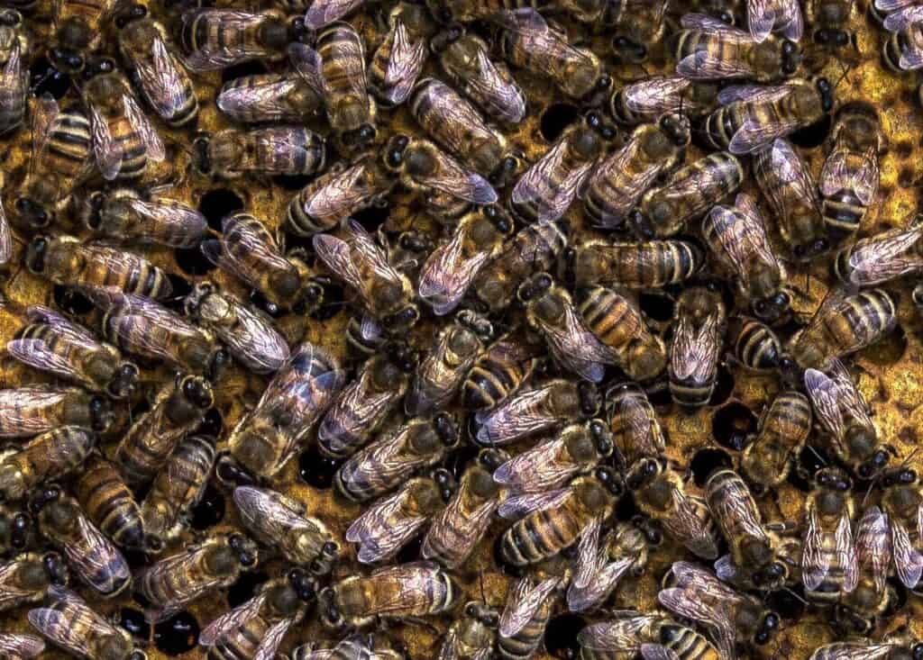 Varroa mites weaken bees