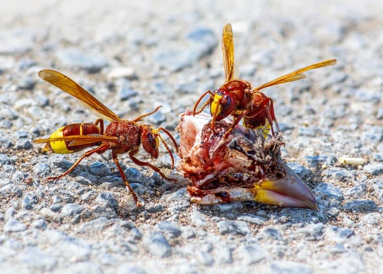 Wasp Eating Raw Meat