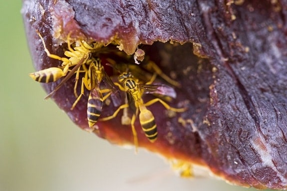 Wasp Eating Raw Meat