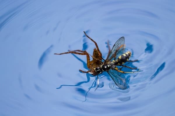 5 Surefire Ways to Keep Bees & Wasps Away From a Pool - Beekeeping 101