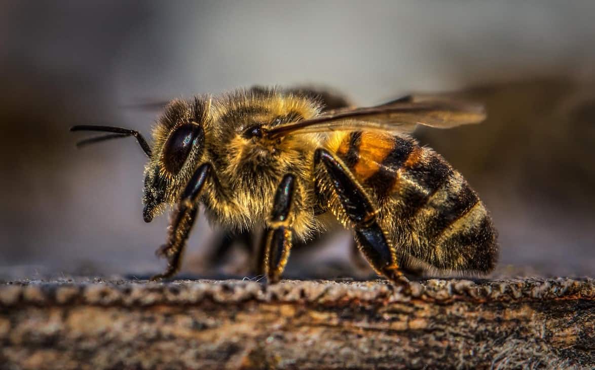 Aggressive Honey Bees