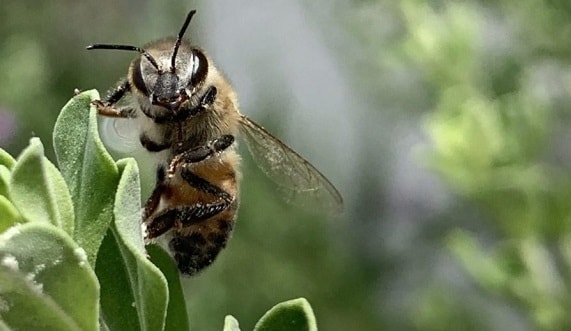 Angry and Aggressive Looking Honey Bee
