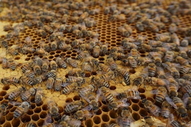 Bee breeding