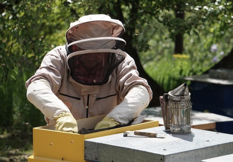 Beekeeper checking his beehive