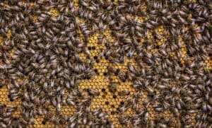Beekeeping Documentaries