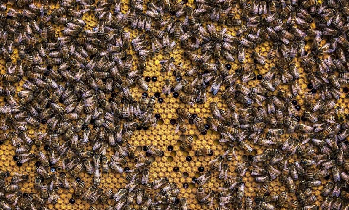 Beekeeping Documentaries