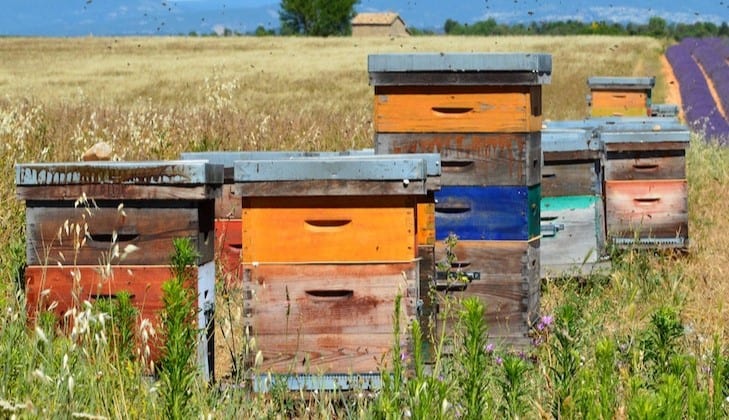 Beekeeping and Bee documentaries