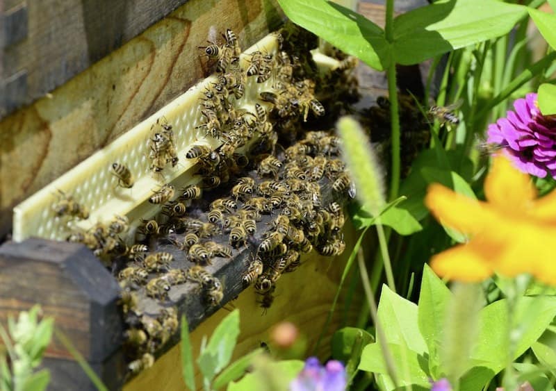 Bees and flowers