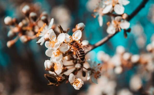 Bees on flowers