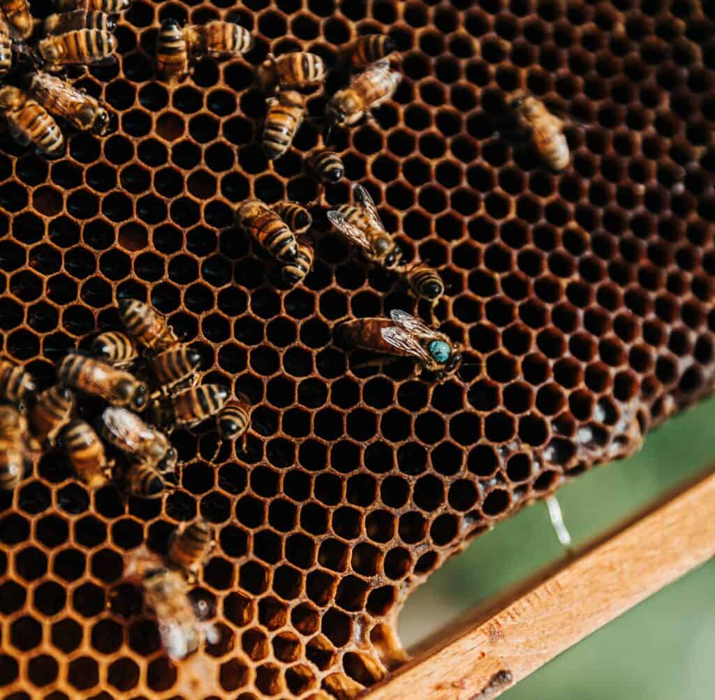 Breeding bees for new queens