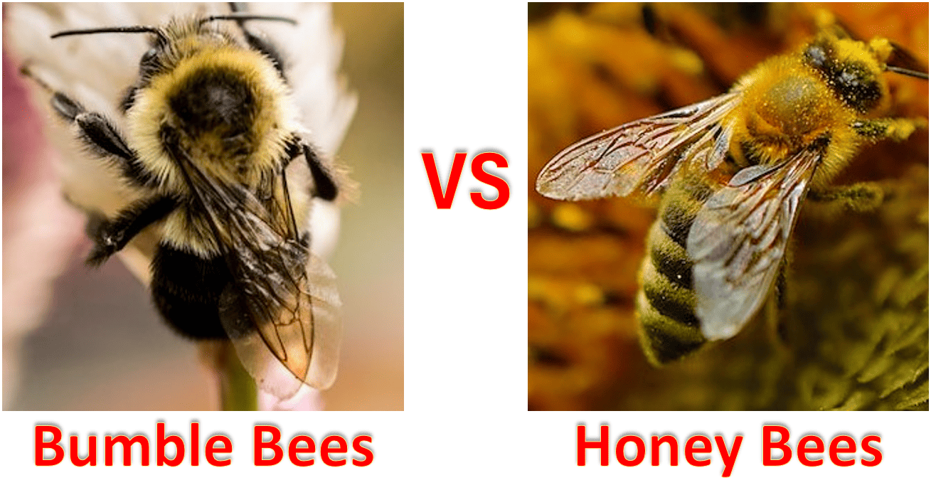 Bumble Bees vs Honey Bees