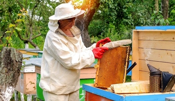 Calm Beekeeper Brushing Bees