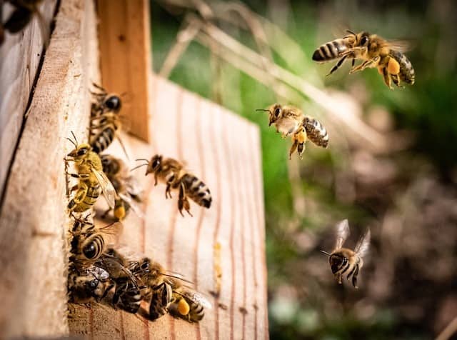 Can bees communicate with each other