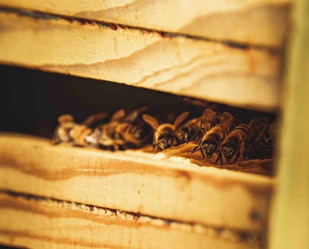 Catch a swarm of bees with propolis