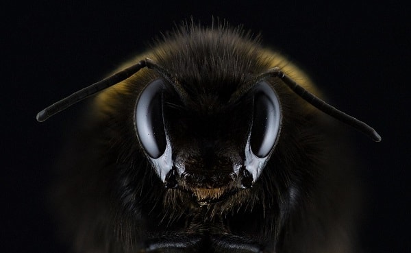 Honey Bee Looking Aggressive