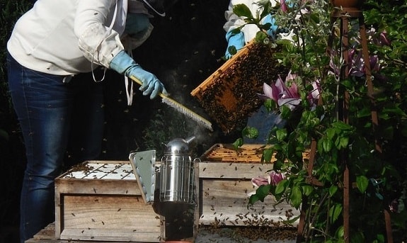 Clumsy beekeepers make honey bees aggressive towards them