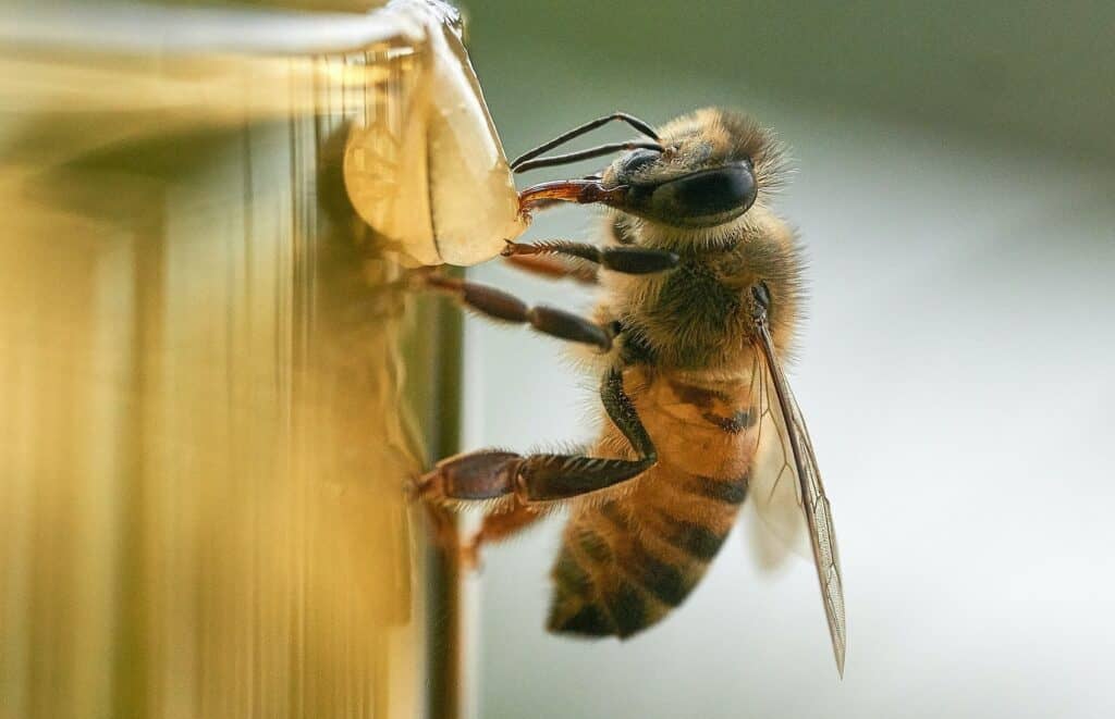 Feeding Bees