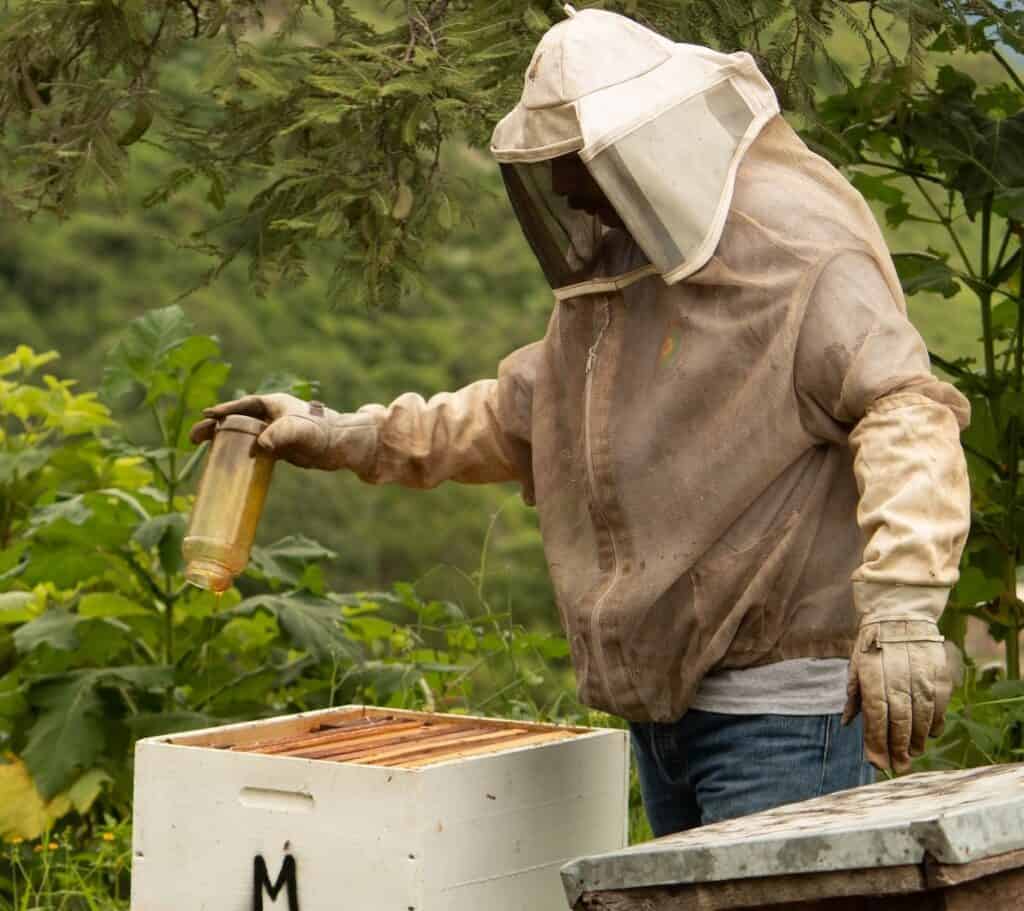 Feeding Bees Sugar Water