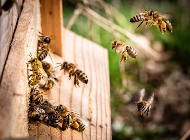 Find and Attract a Swarm of Honey Bees