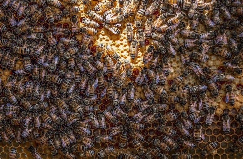 Growing bees