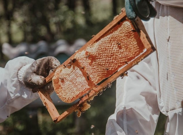 Harvesting honey