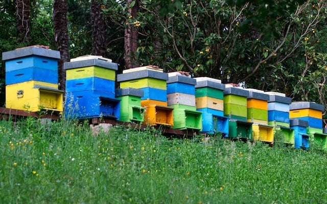 Hives in isolated location
