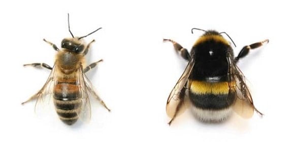 Honey Bee Vs Honey Bees Size and Shape