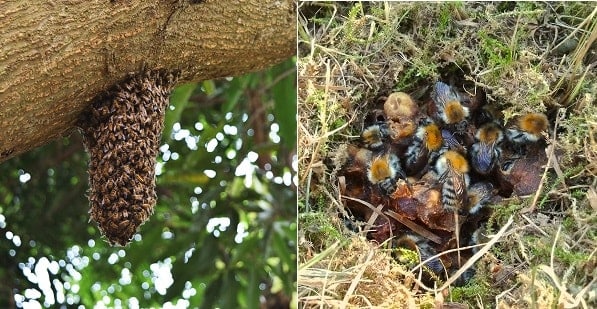 Honey Bee vs Bumble Bee Nests