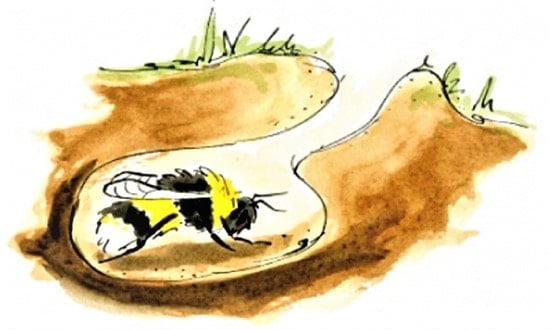 Honey Bee vs Bumble Bee Over Winter