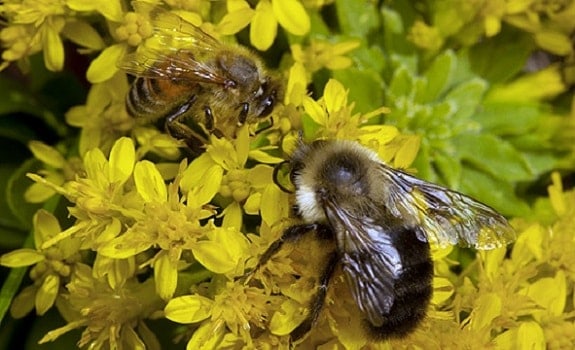 Honey Bees vs Bumble Bees