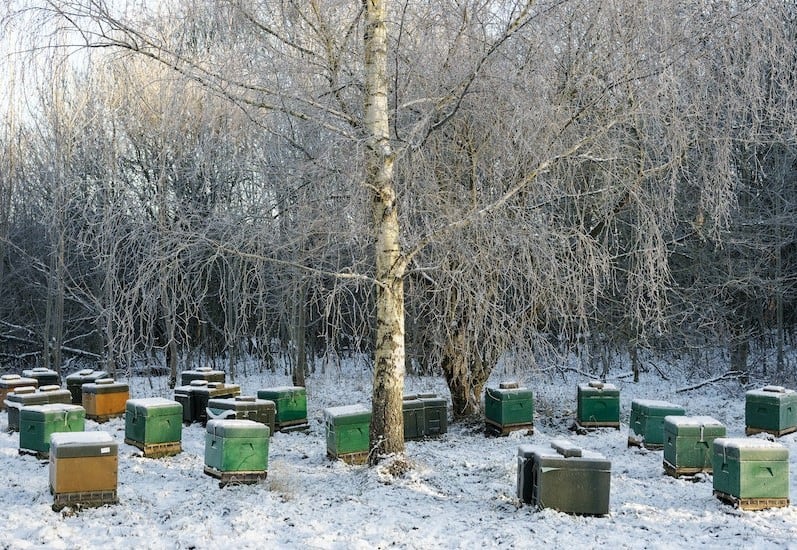 Honey bee hives in the winter