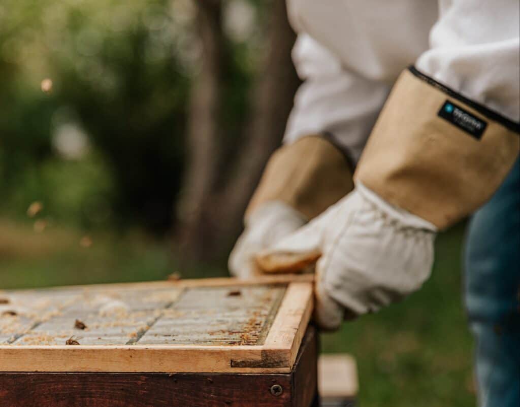 New beekeepers look for their favorite gloves for added protection