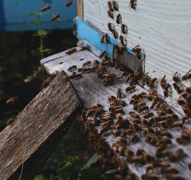 Overcrowded beehive