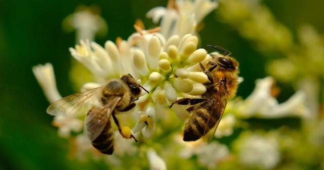 Pollination services