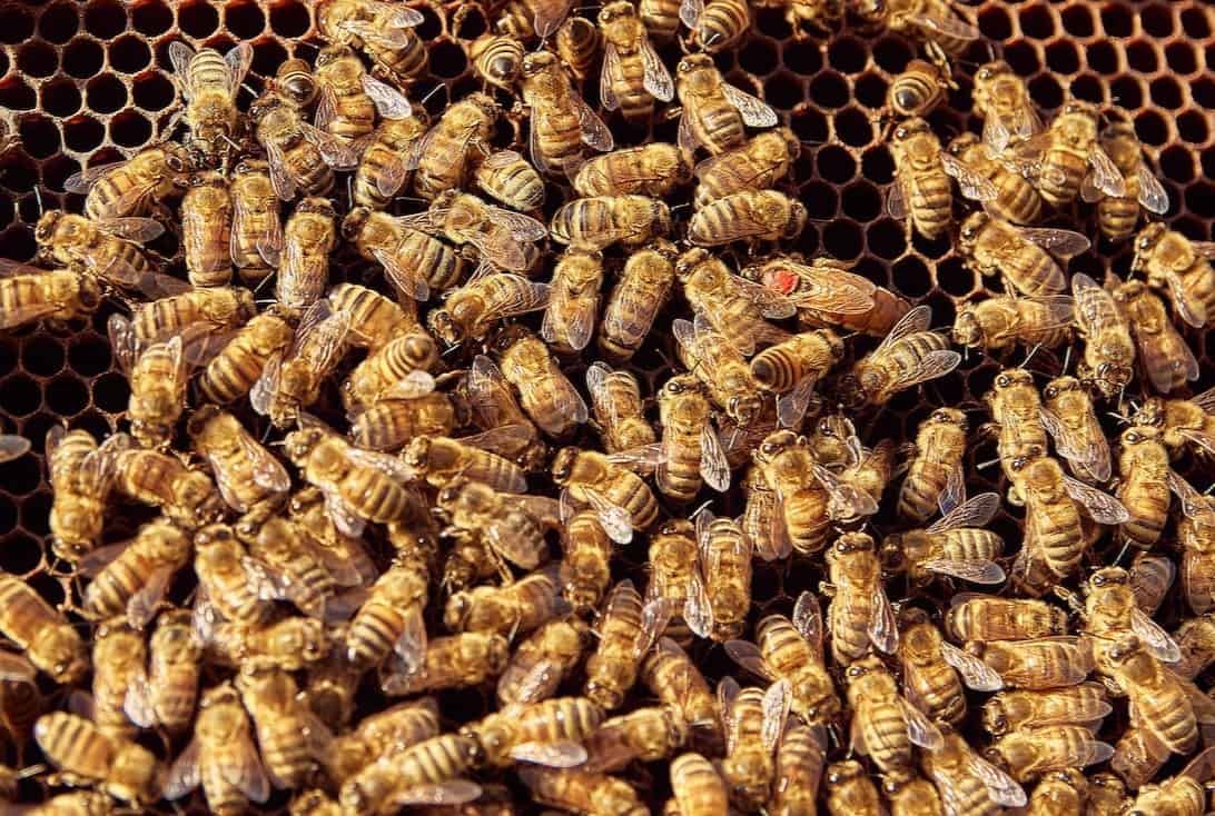 Questions about bees