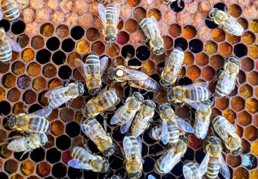 Raising Queen Bees