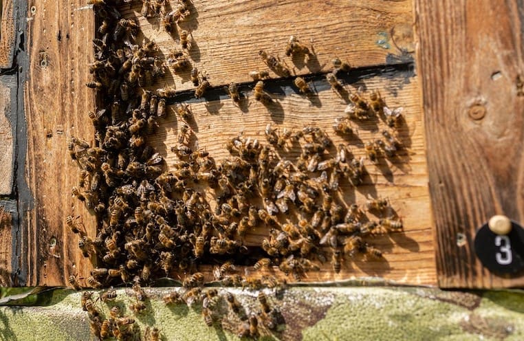 Robber Bees Trying to Enter Hive