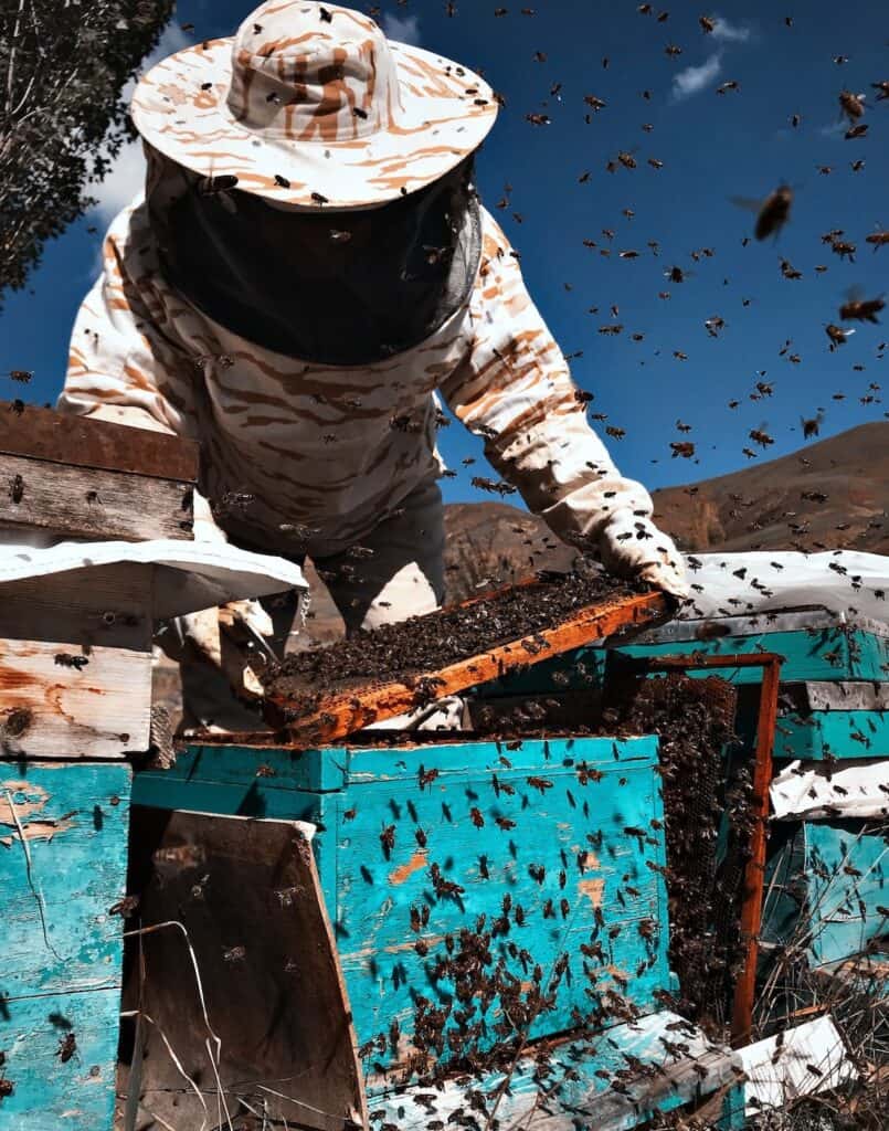 Robbing Bees Trying to Gain Entrance into Hive