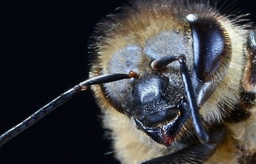 Scary Angry Looking Bee