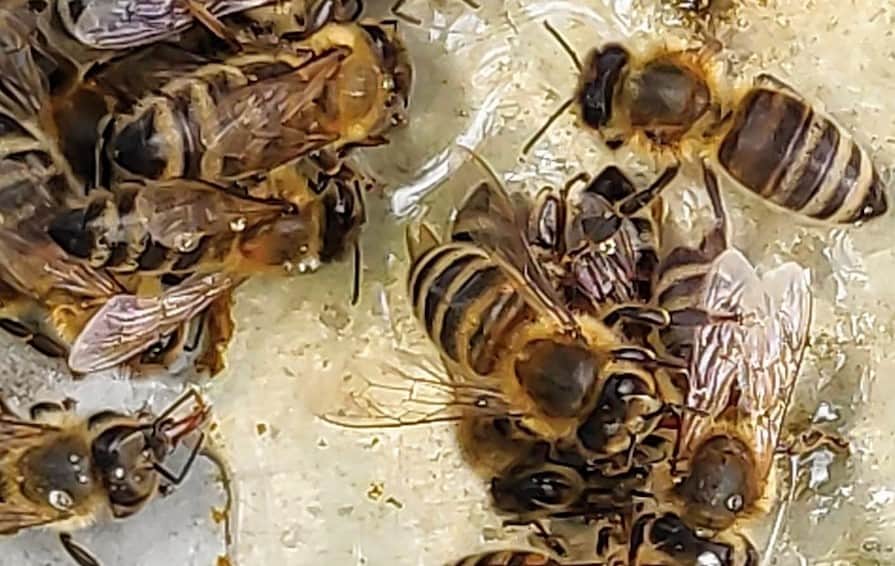 Seasonal Sugar Water Recipes for Bees
