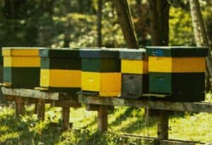 4 Types Of Beehives & Their Pros And Cons (With Pictures!) - Beekeeping 101